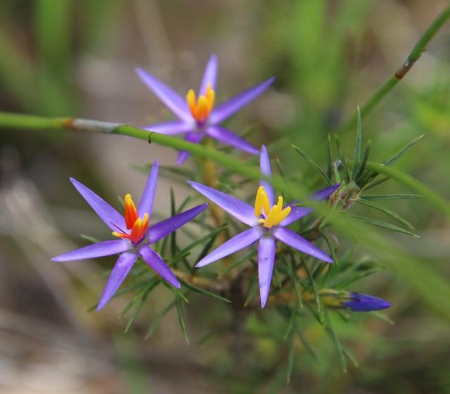 Melaleuca linearis - Wikipedia