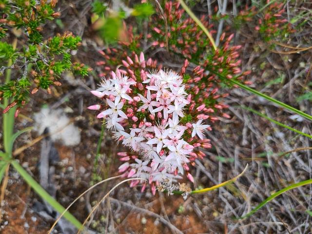 Melaleuca linearis - Wikipedia