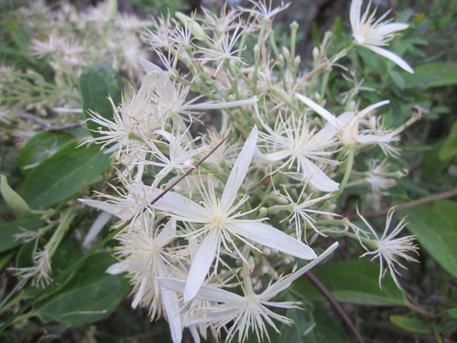 Melaleuca linearis - Wikipedia