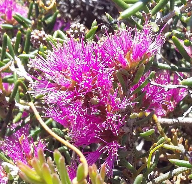 https://wildflower.dflat.net.au/media/Melaleuca_scabra_/Melaleuca_scabra_.jpg