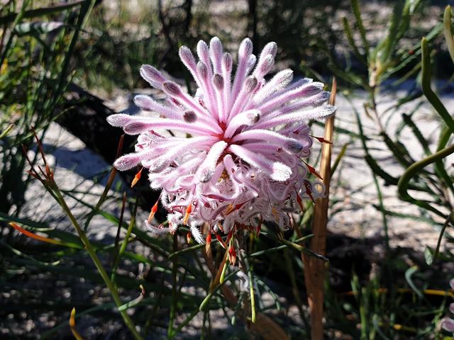 Melaleuca linearis - Wikipedia